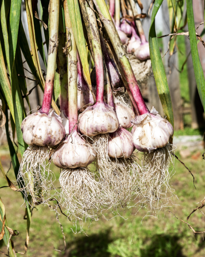 Garlic